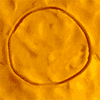 45